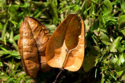 Koelreuteria paniculata - svitel latnatý - plody